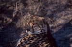 Koenigsgepard Portraet<br><br><br><br><br><br><br><br>King cheetah