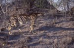 Koenigsgepard <br><br><br><br><br><br><br><br>King cheetah