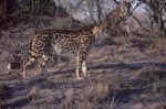 Zwei Koenigsgeparde<br><br><br><br><br><br><br><br>King cheetah