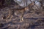 Zwei Koenigsgeparde<br><br><br><br><br><br><br><br>King cheetah