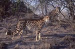 Two king cheetahs check the situation