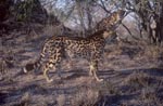 Two King cheetahs in the dry Bush
