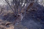Zwei Koenigsgeparde<br><br><br><br><br><br>King cheetah