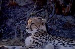 Lying Big Cat King cheetah