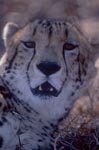 Character head King cheetah