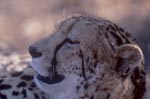 Tired King Cheetah