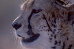 King cheetah portrait