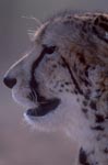 Impressive King Cheetah Portrait