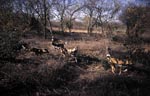 Afrikanische Wildhunde<br><br>African Wild Dogs 