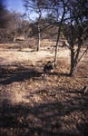 Hunting African Wild Dog 
