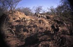 A pride of African Wild Dogs 