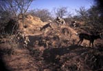 Afrikanische Wildhunde<br><br>African Wild Dogs 