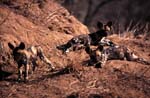 African wild dogs puppies (Lycaon pictus)