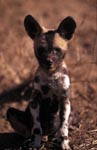 African Wild Dog pup (Lycaon pictus)