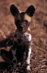 African Wild Dog pup (Lycaon pictus)