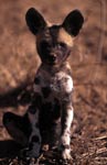 African Wild Dog pup (Lycaon pictus) portrait