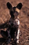 African Wild Dog pup