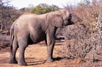 Elephant searches for food in the dried up bush