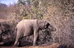 Young Elephant searches for food in the dried up bush