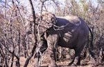  Elephant searches for food in the dried up bush