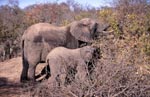 Afrikanische Elefanten suchen nach Futter