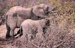 Afrikanischen Elefanten im ausgetrockneten Busch