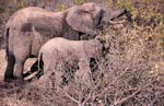 Mother and Baby Elephant searches for food in the bush