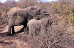 Afrikanische Elefant suchen Futter im Busch