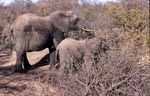 Afrikanische Elefanten im dornigen Busch