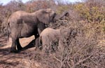 Afrikanische Elefanten im Busch 