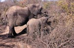 Mother and Baby Elephant searches for food in the bush
