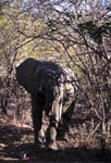 African Elephant in the scrub
