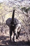African Elephant in the scrub