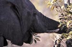 Close up profile of an African Elephant