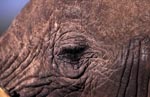 Close up of African Elephants eye