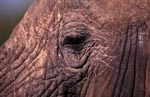 African Elephants eye 