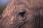 Close up of African Elephants eye 