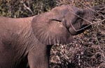 African Elephant eats leaves and branches
