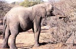 Afrikanischer Elefant an einem dornigen Busch