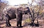 African elephant looks for food