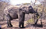 African Elephant eats leaves and branches