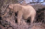 African elephant on food search