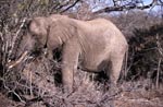 African Elephant eats dry branches