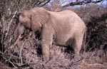 African Elephant in the dry bush