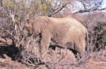 Difficult search for food for the African Elephant