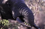 African Elephant eats branches