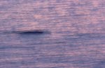 Southern Right Whale in the morning light