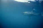 Great White Shark – one of the sea’s most impressive predators