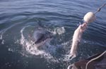 Der Weiße Hai folgt dem Koeder zum Boot