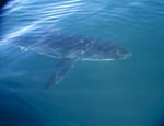 A great white shark accompanied our boat